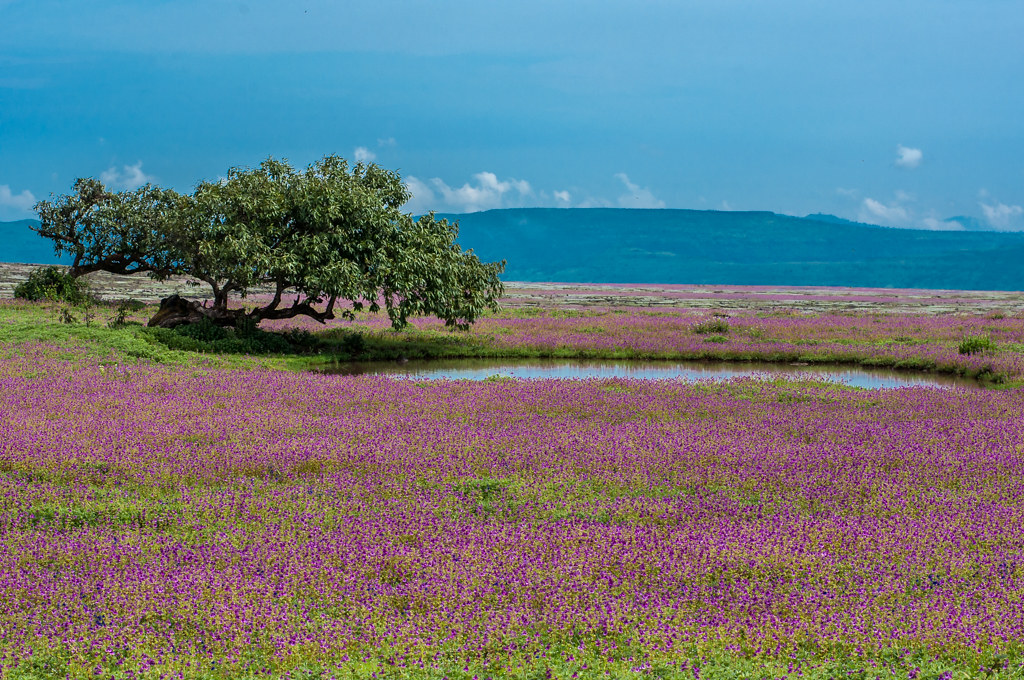 Kaas Plateau