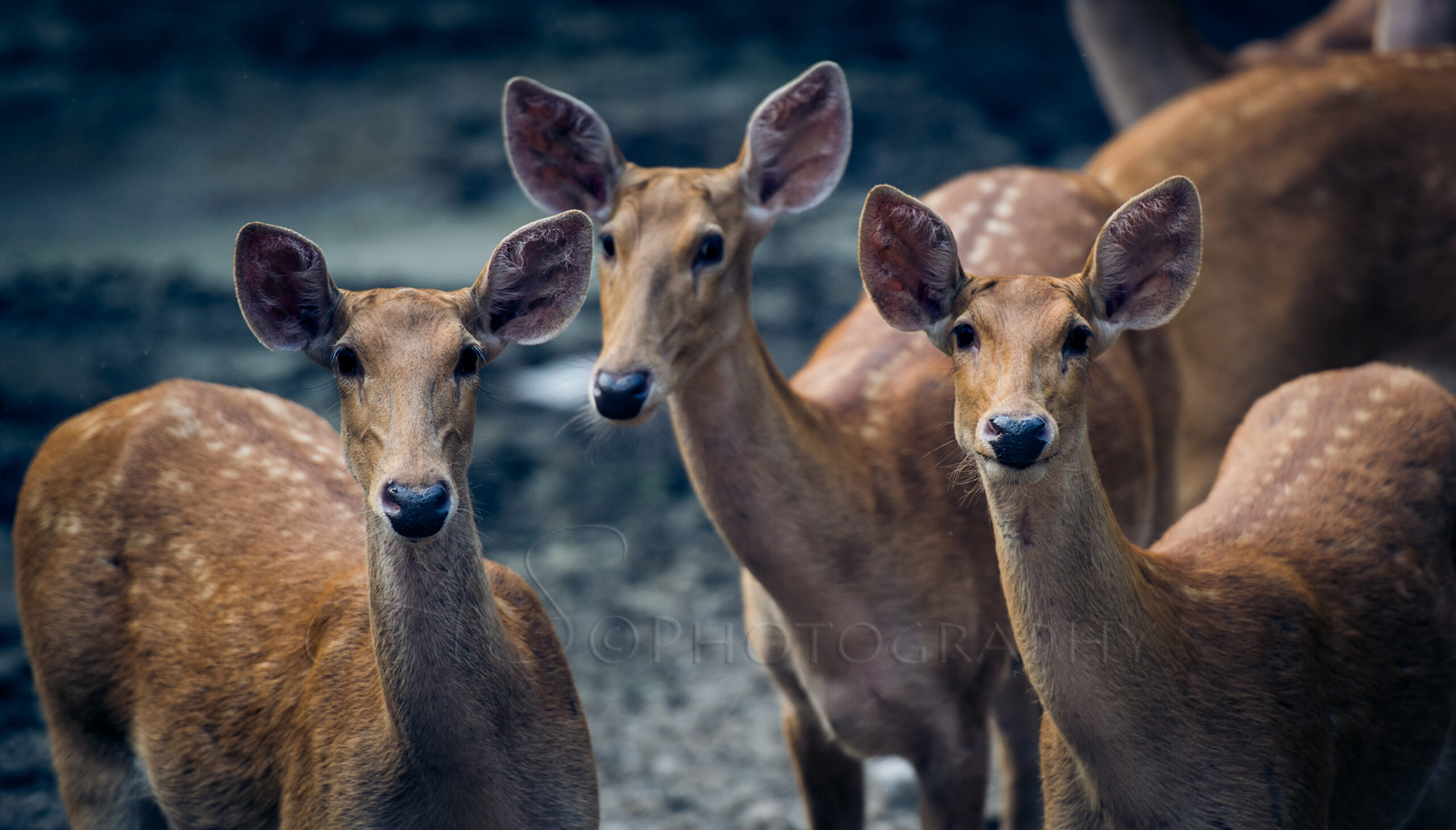 Dudhwa National Park