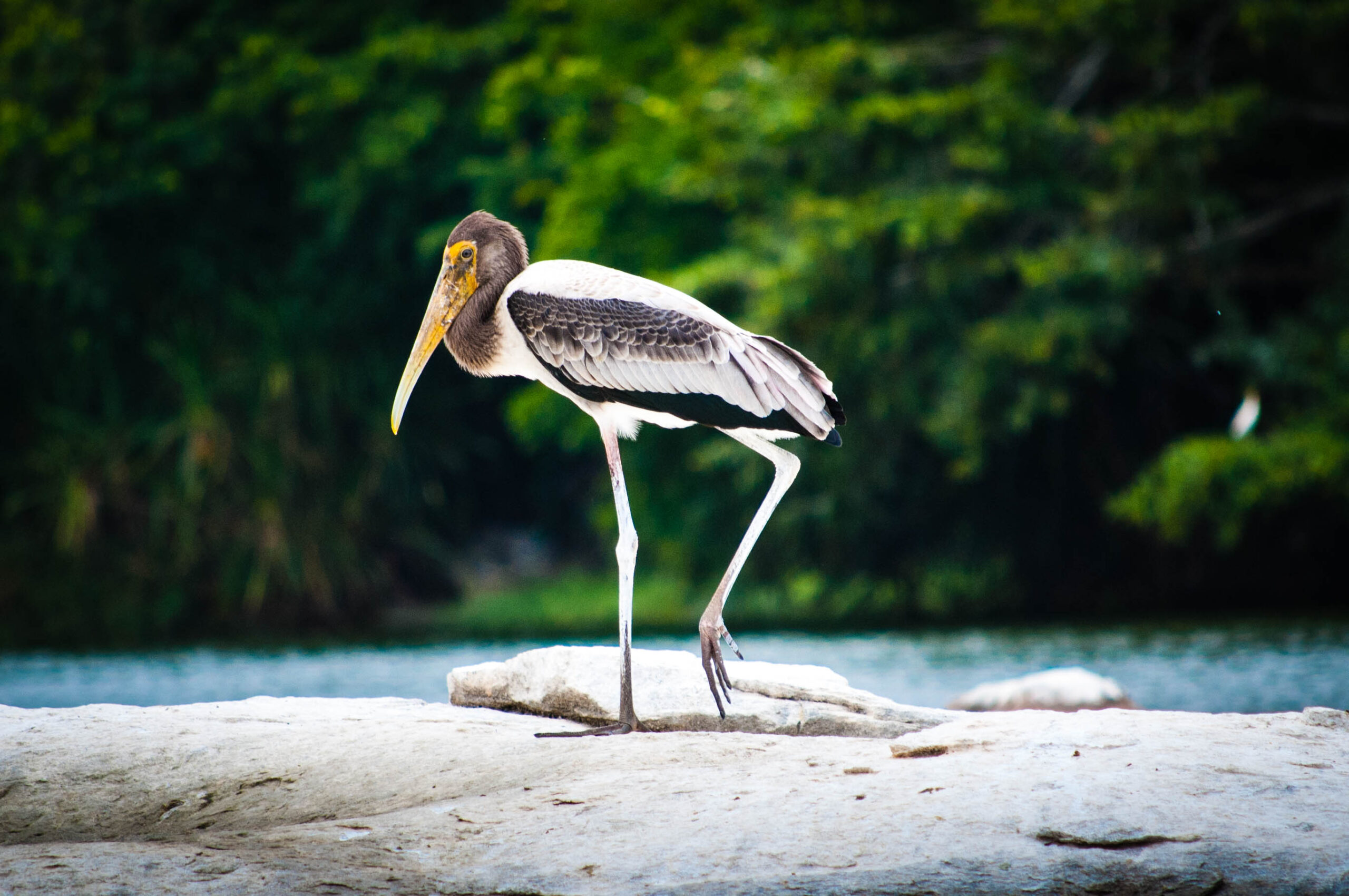 Beauty of Sandi Bird Sanctuary » INDIA Walkthrough