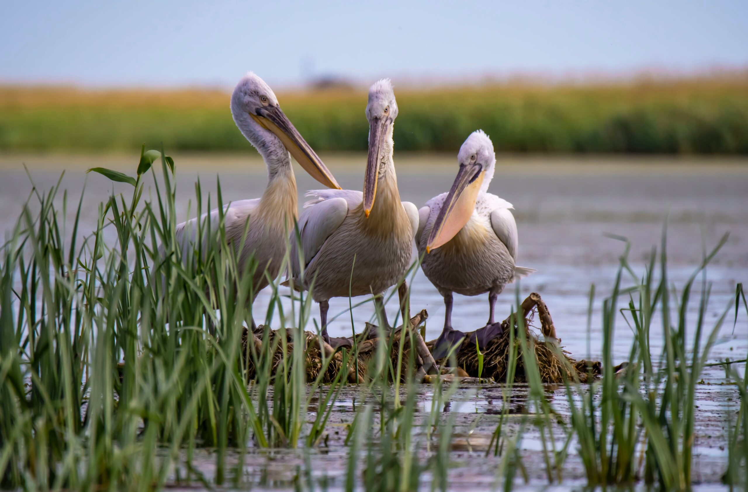 Nalsarovar Bird Sanctuary