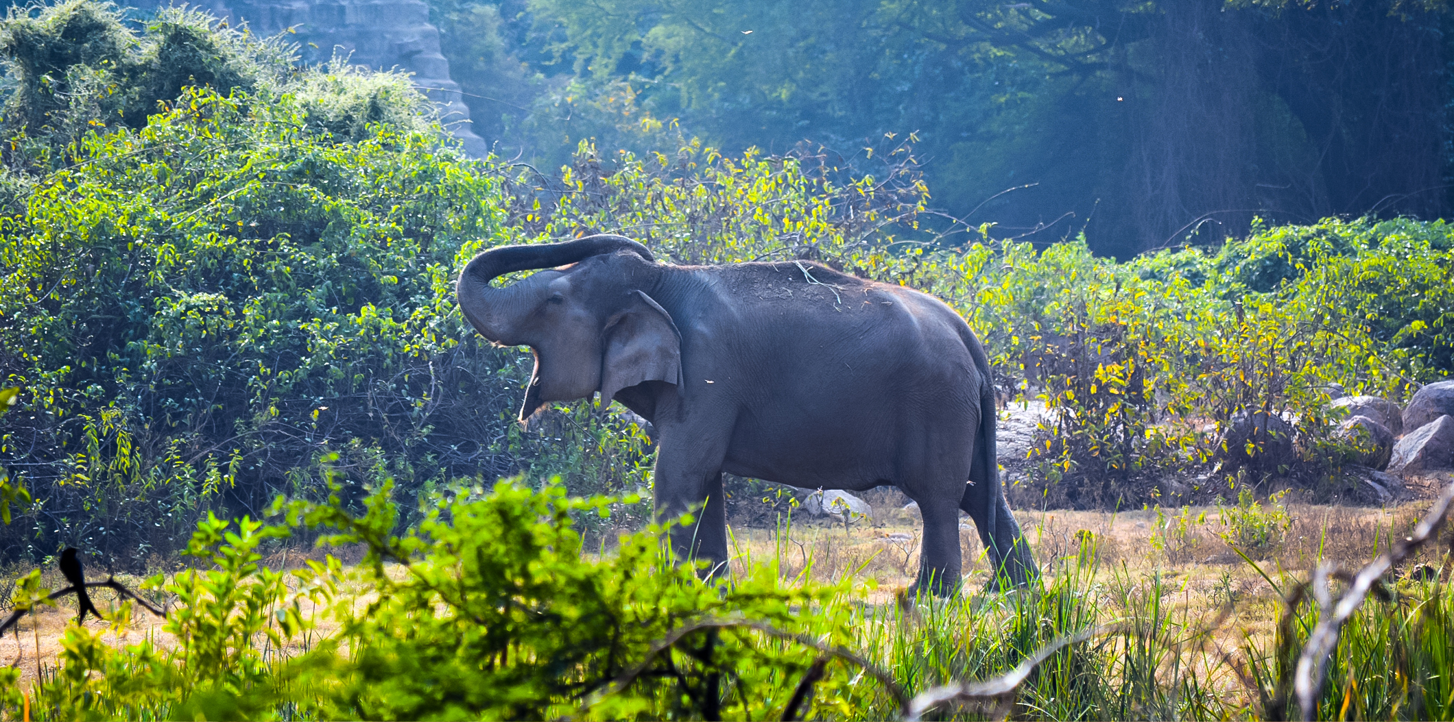 Nehru Zoological Park