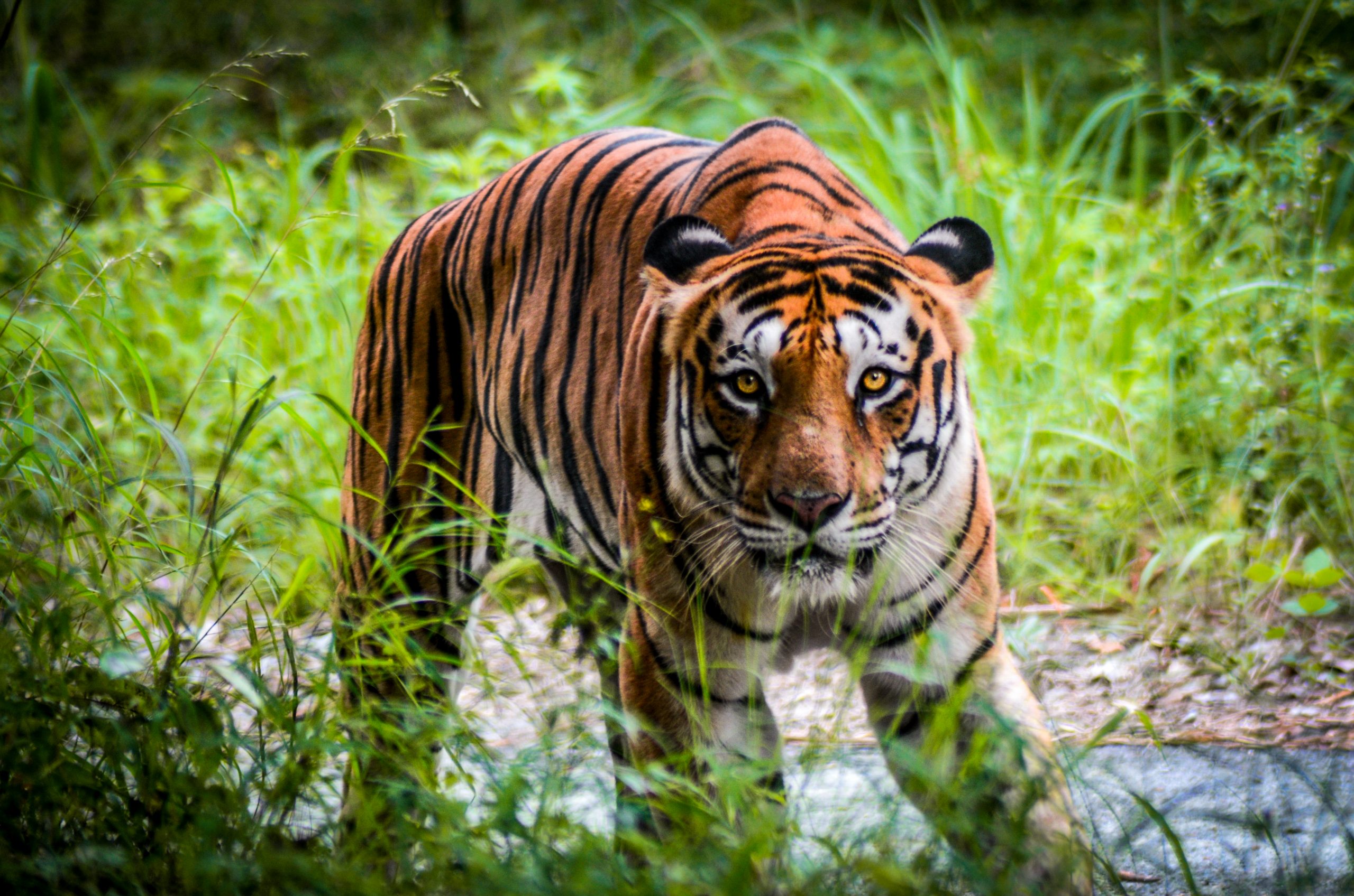 Bannerghatta National Park