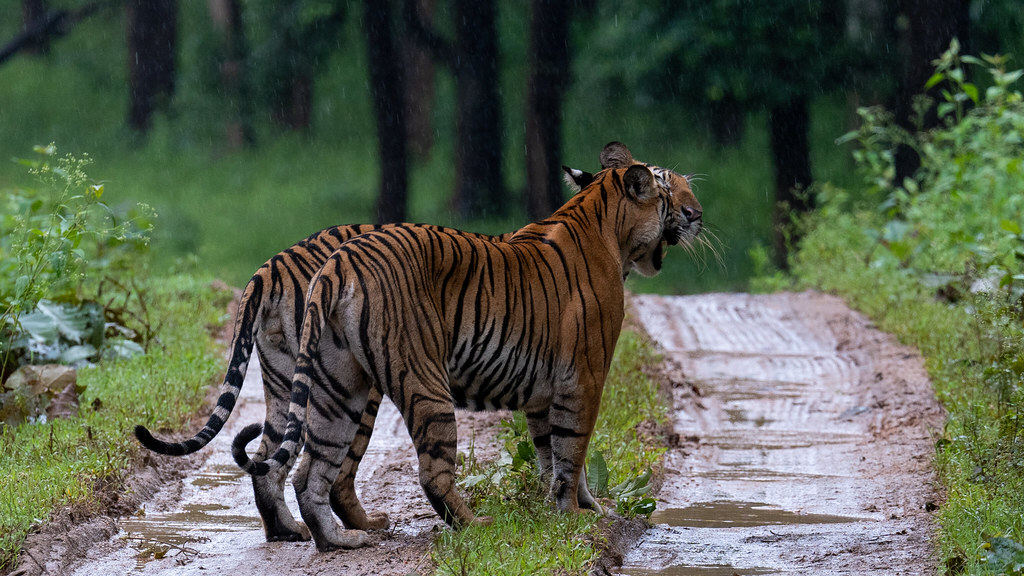 Kabini Wildlife Sanctuary