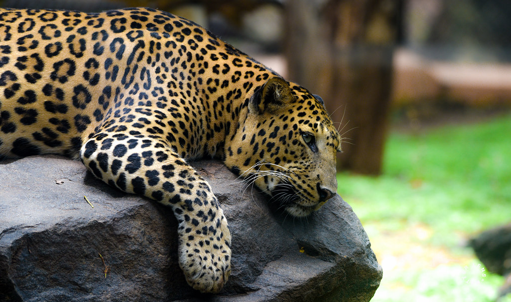 leopards