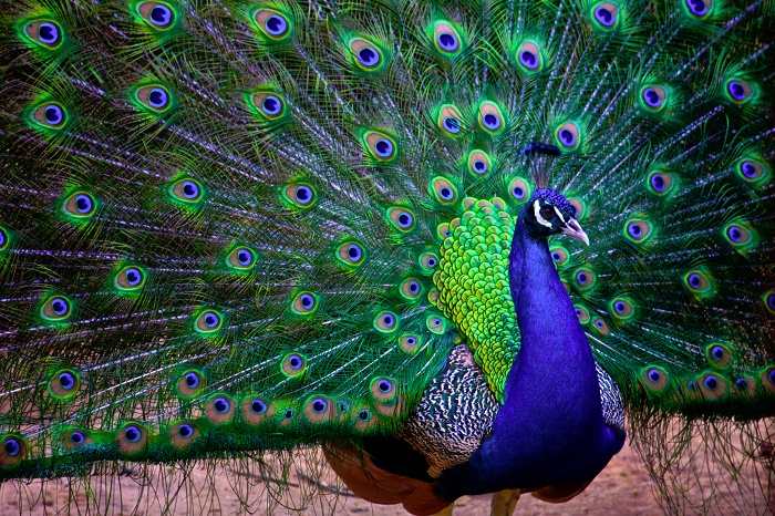 peacock