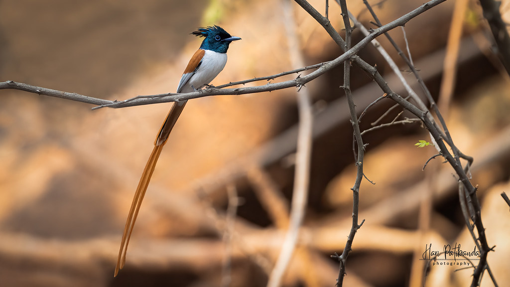 Indian Paradise Flycatcher